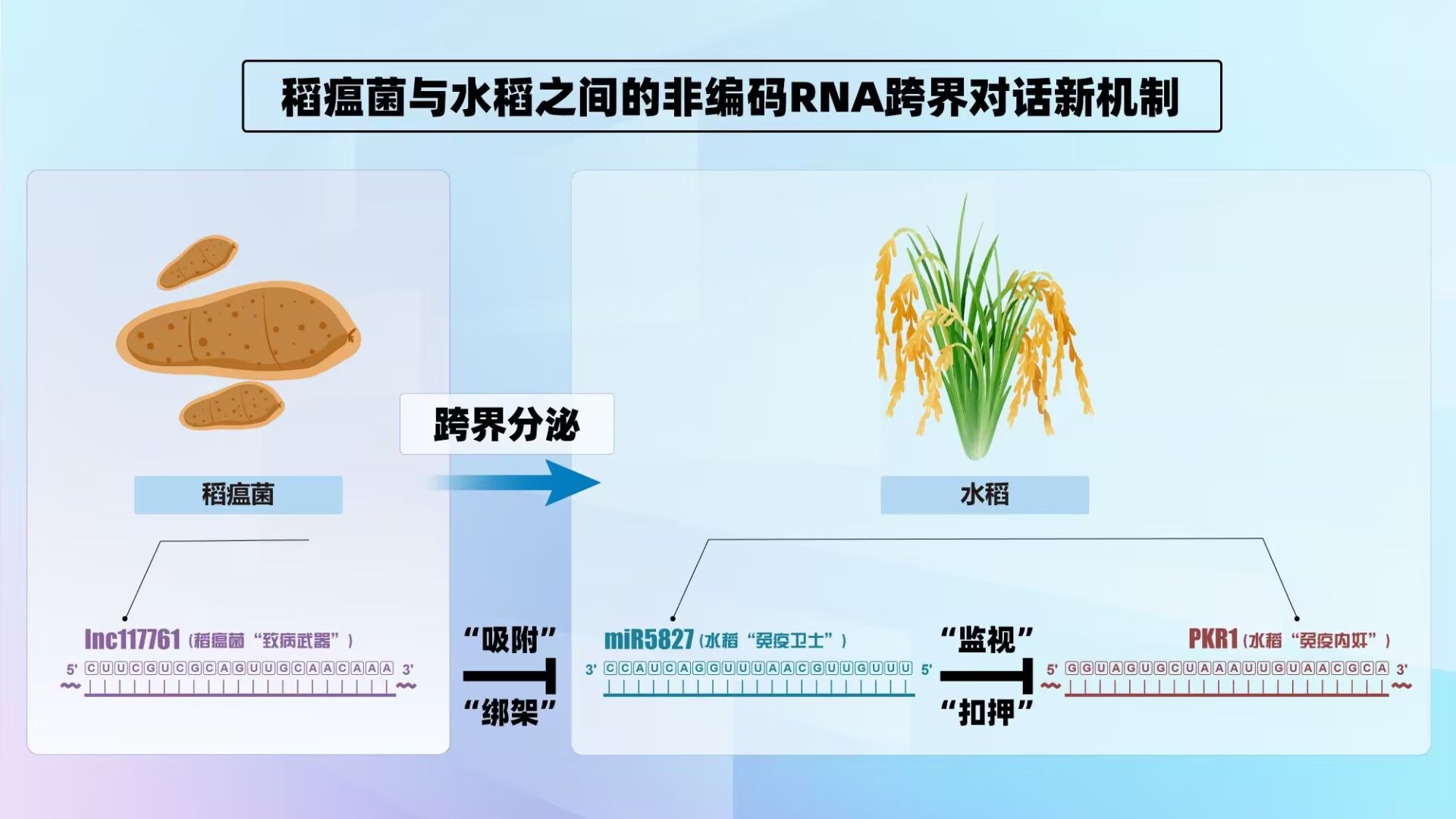 我校陈学伟团队在作物与病原菌“对话机制”研究上取得新突破